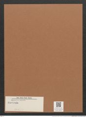 Navicula sp. (de-Toni-Nr.: Genus 1, Species 116 ?) Zeichnungen Sammlung Grunow Mappe 00645 (Herbarium_W_Grunow_drawings_Folder_00645)